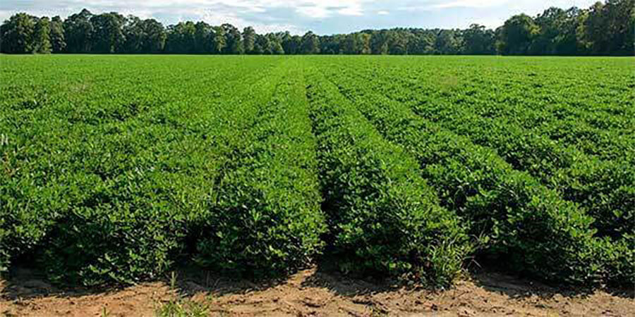 Field of peanuts. Field of peanuts.